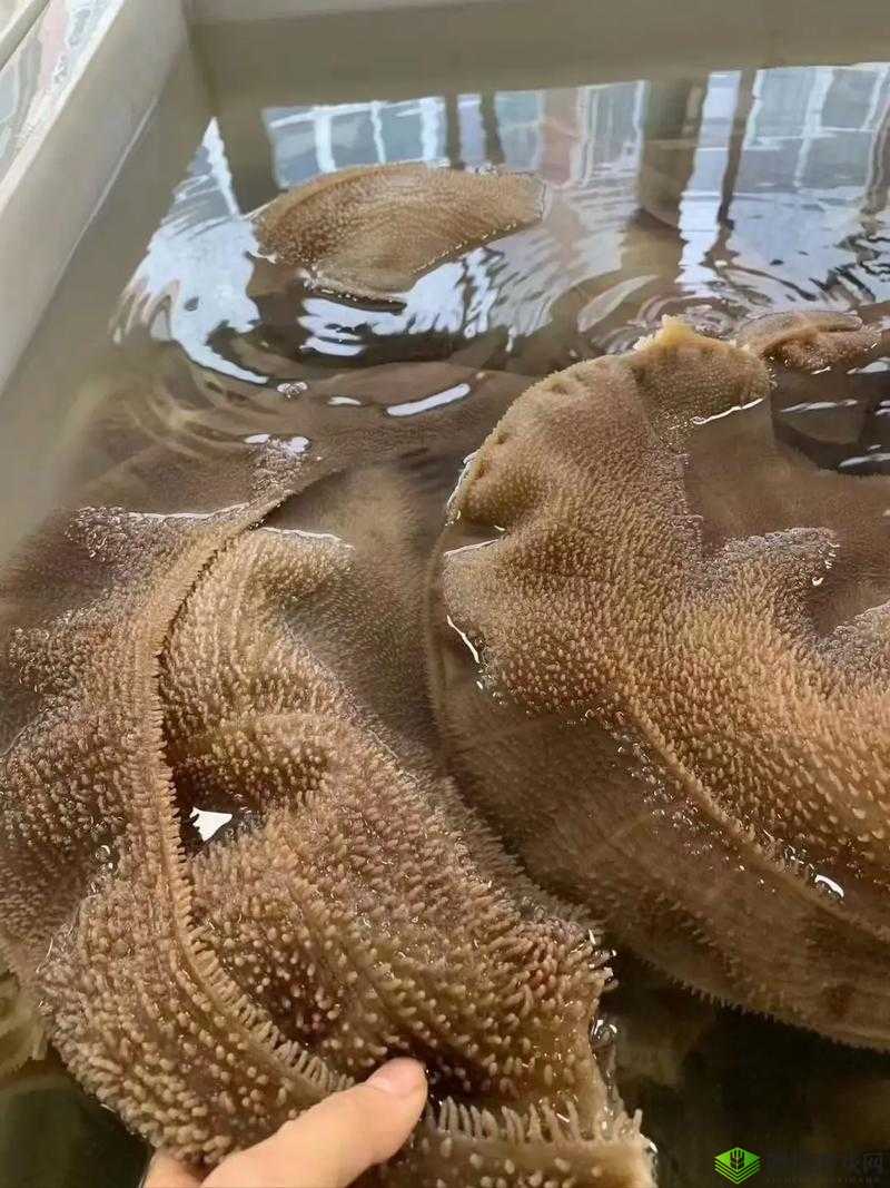 牛百叶是牛的哪个部位?