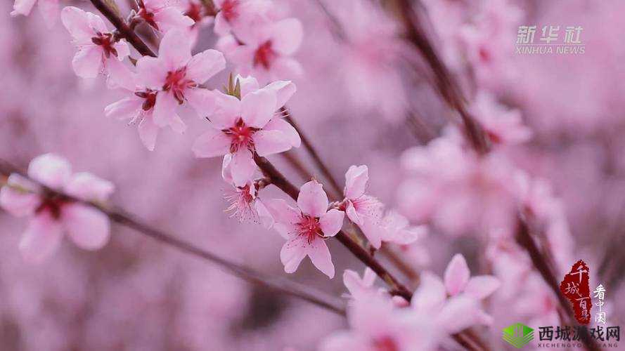 两瓣桃花千人品：赏花之妙处