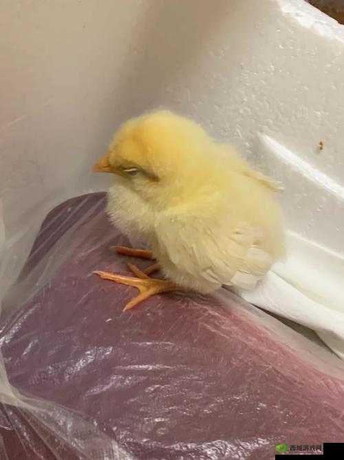 我里小鸡硬邦邦前一句怎么说:引发思考的表述