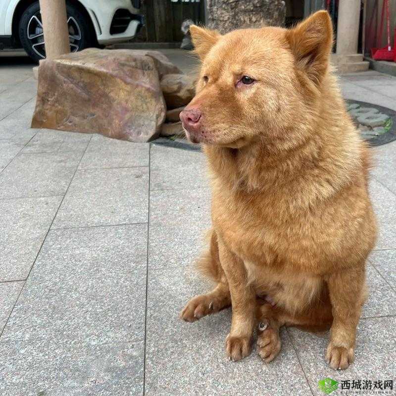 隐秘之谜:女孩与狗的守护与启示录