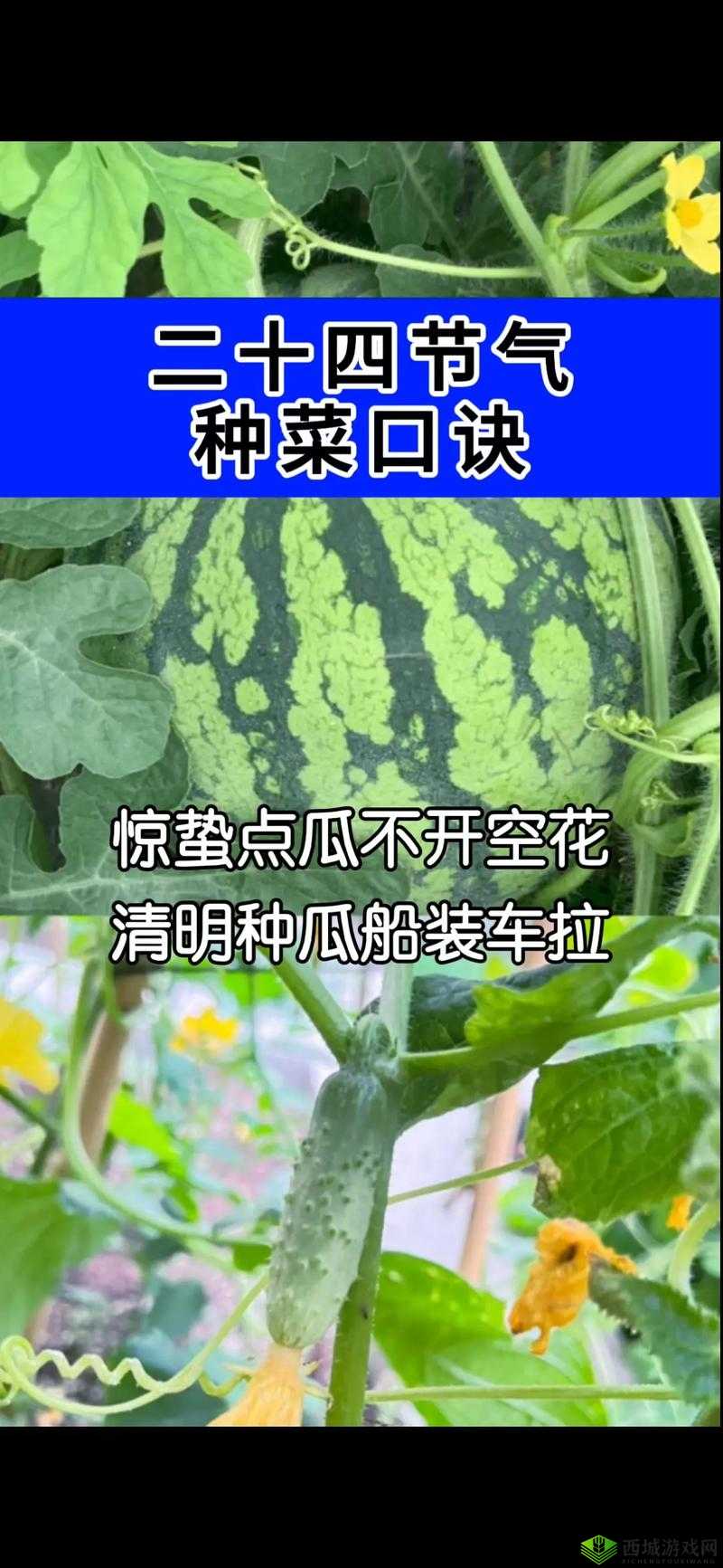 古代人生瓜田致富秘籍:种瓜赚钱全攻略