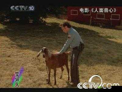 久久久久久久人与兽乐:探索人与动物之间的奇妙关系