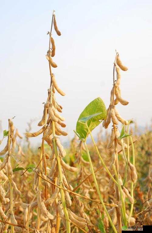 中国大豆网免费大豆信息:提供全面详尽的大豆资讯