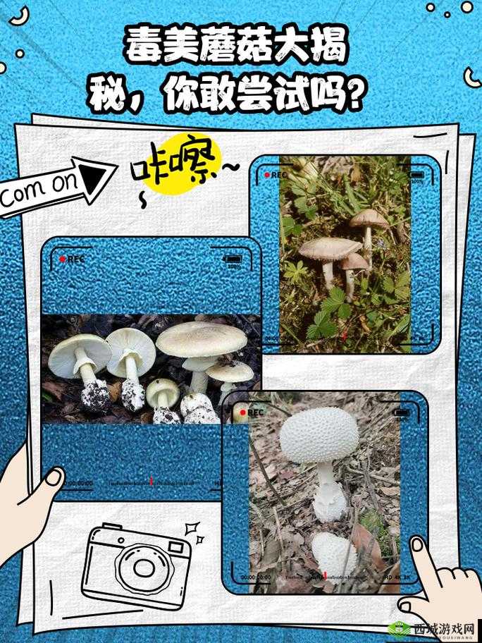 蘑菇黑料大揭秘:那些不为人知的背后故事