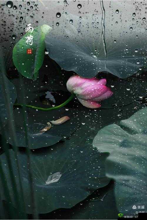 船上弄雨荷 30 集在哪能免费观看?快来这里寻找答案